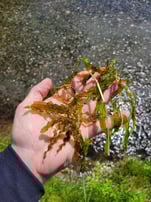 curly-leaf pondweed