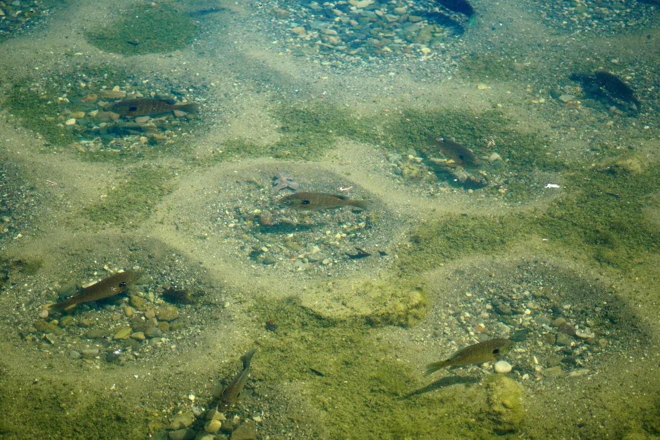 spawning beds