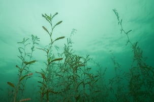 curly-leaf pondweed underwater