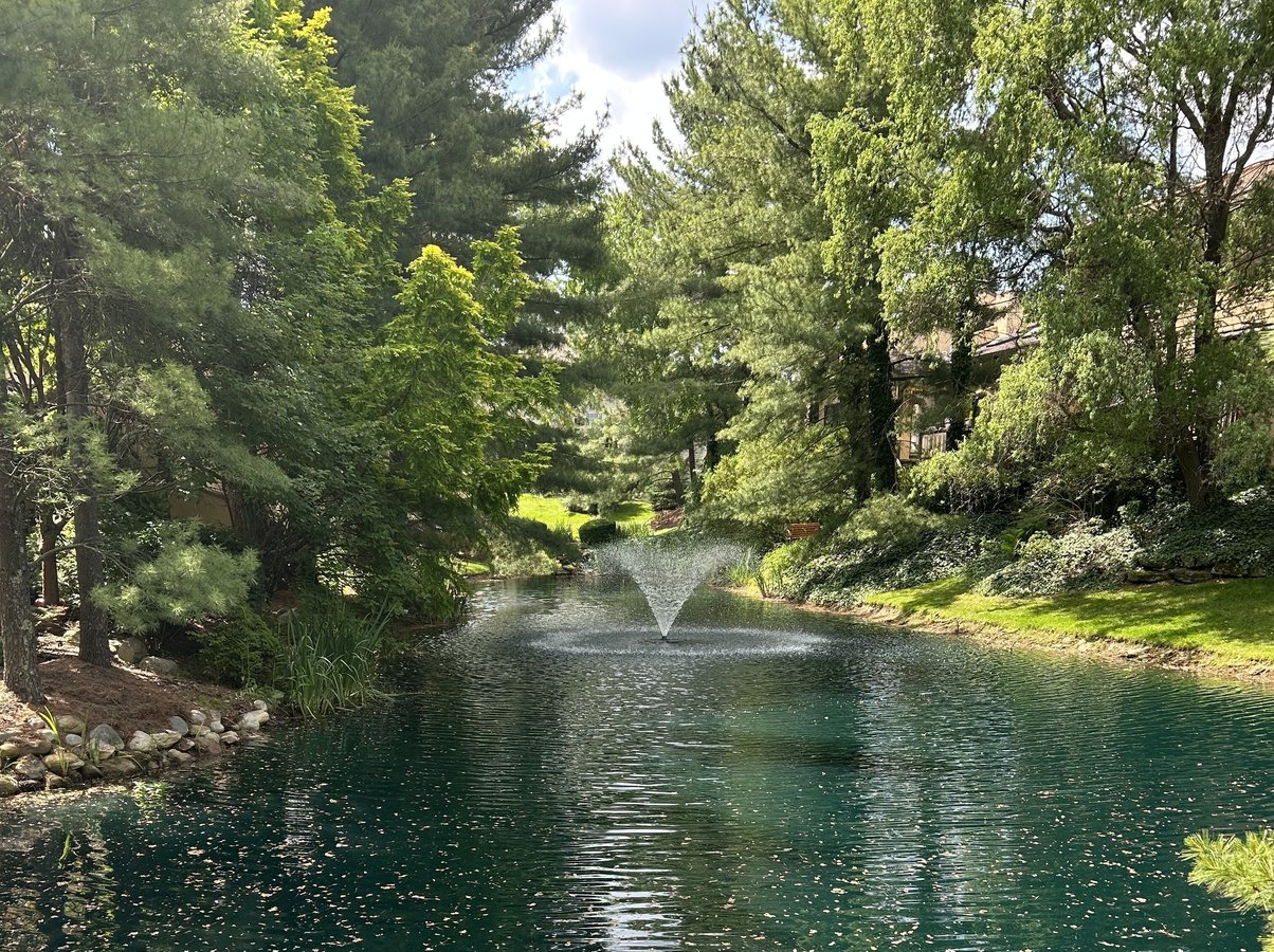 pond with trees