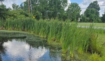 cattails in pond