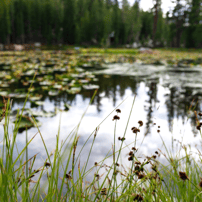 pond with vegetation