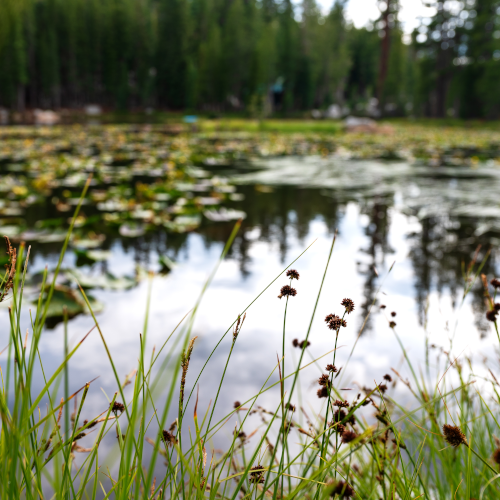 pond with vegetation