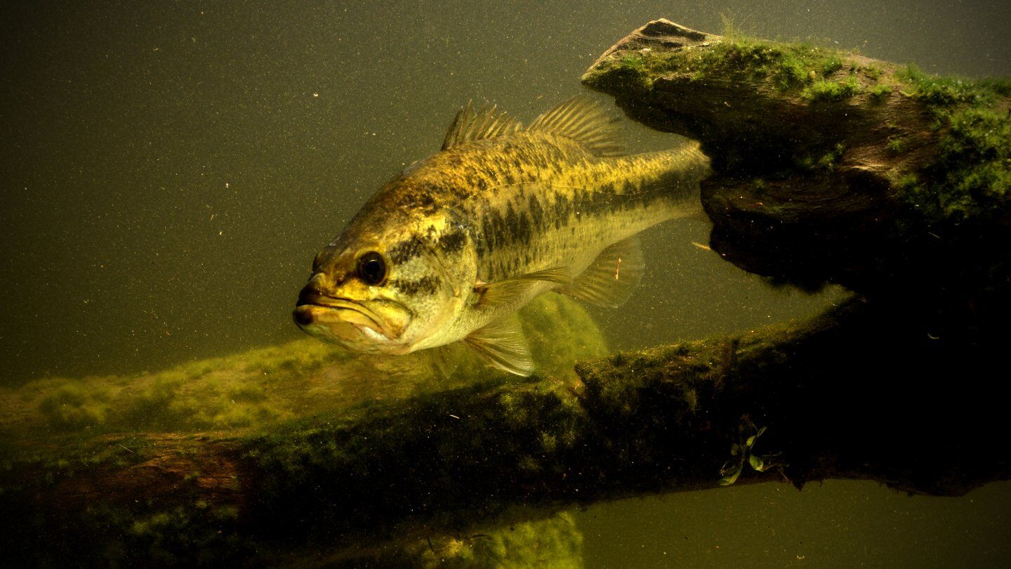 lake-and-pond-management-jones-shop-fish-stocking-1