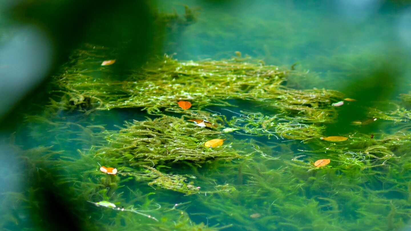 weed-and-algae-id-photos-jones-lake-management-promo