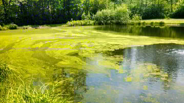 Microcystis Bloom