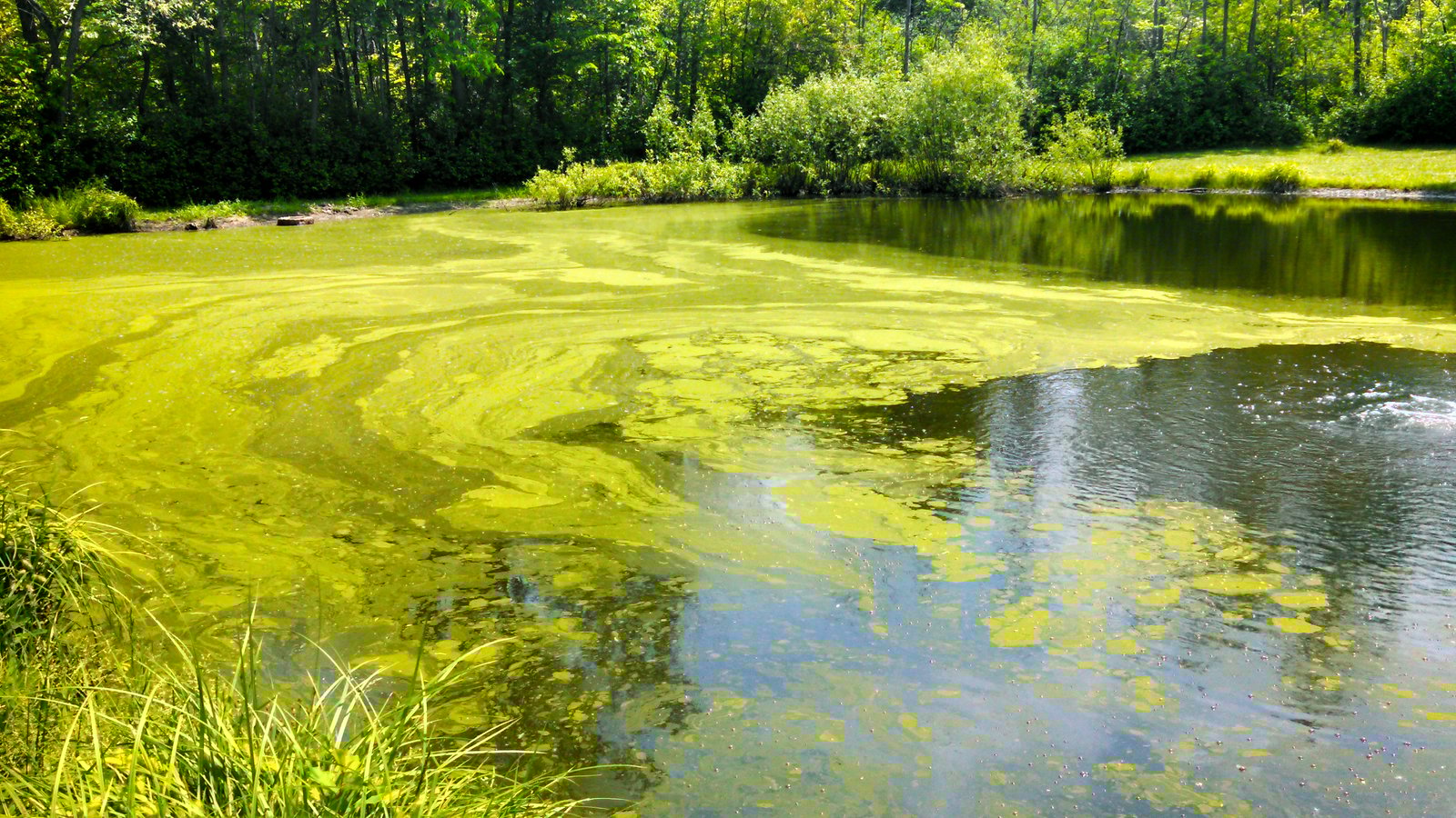 Microcystis Bloom