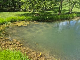 spawning beds
