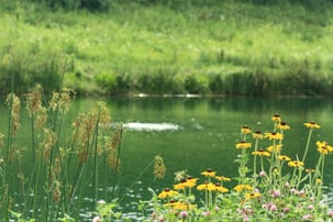 pond with shoreline vegetation