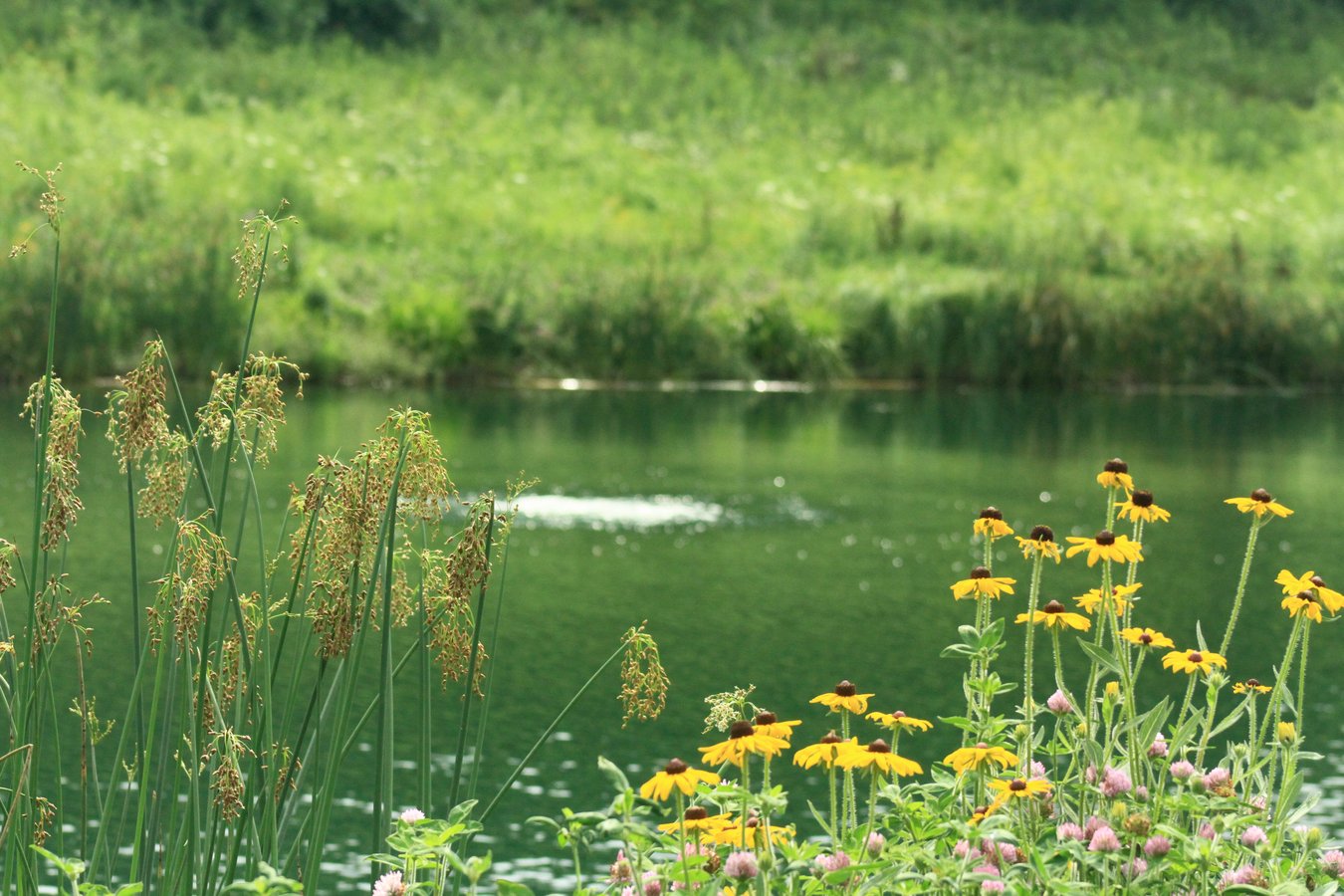 pond with shoreline vegetation
