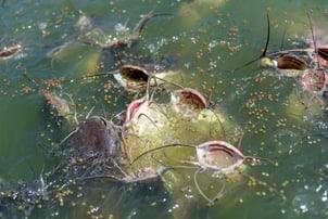 Catfish Eating Fish Food