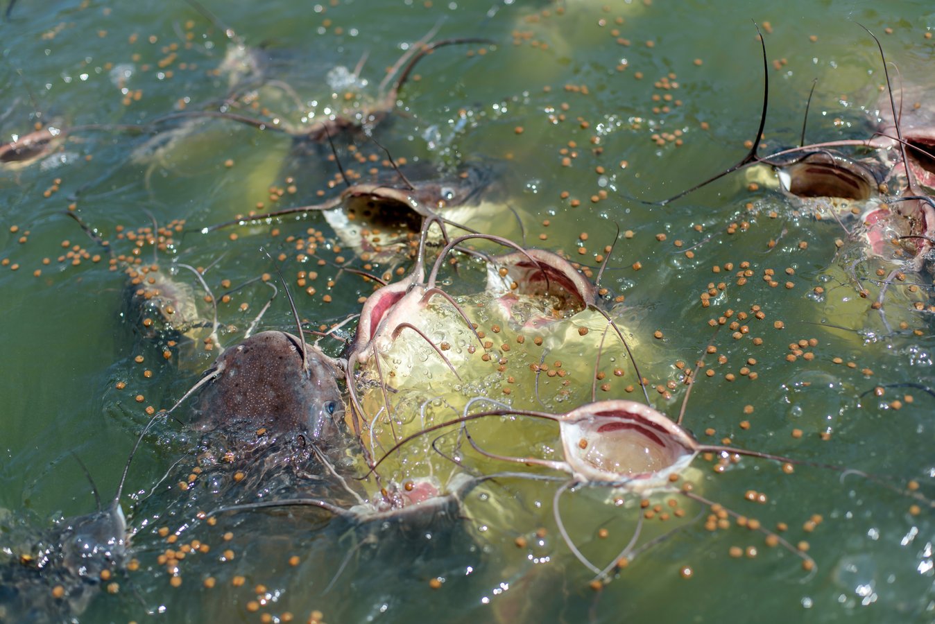 Catfish Eating Fish Food