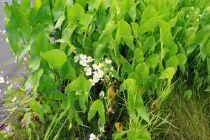 native wetland plantings support a healthy pond ecosystem