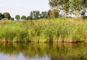 phragmites shoreline
