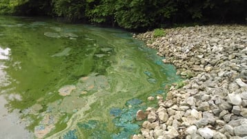 blue-green algae bloom