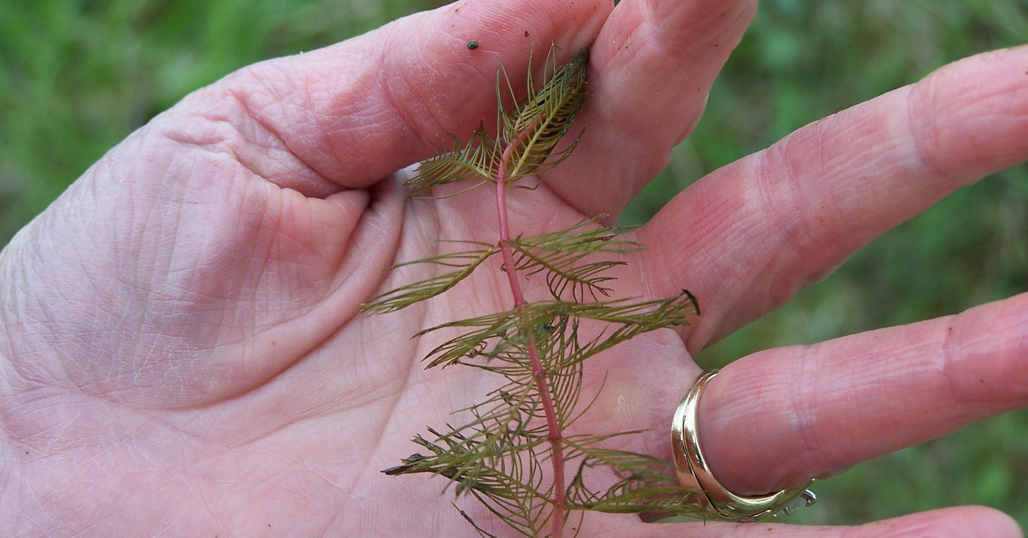 milfoil