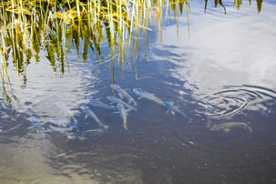 fish in pond