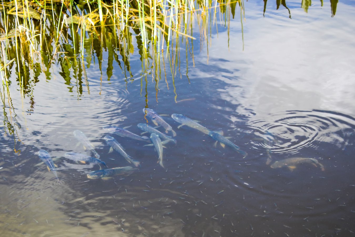 fish in pond