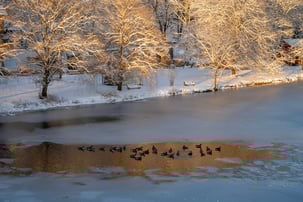 Waterfowl on Frozen Pond