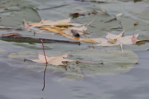 floating leaves with lilies in pond