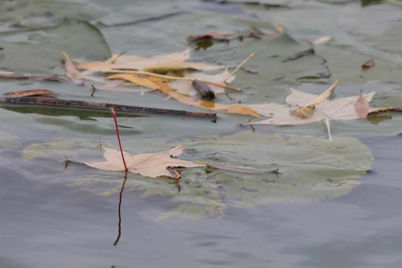 floating leaves with lilies in pond