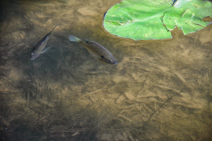 blue gill in pond