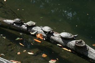 Turtles on a tree log