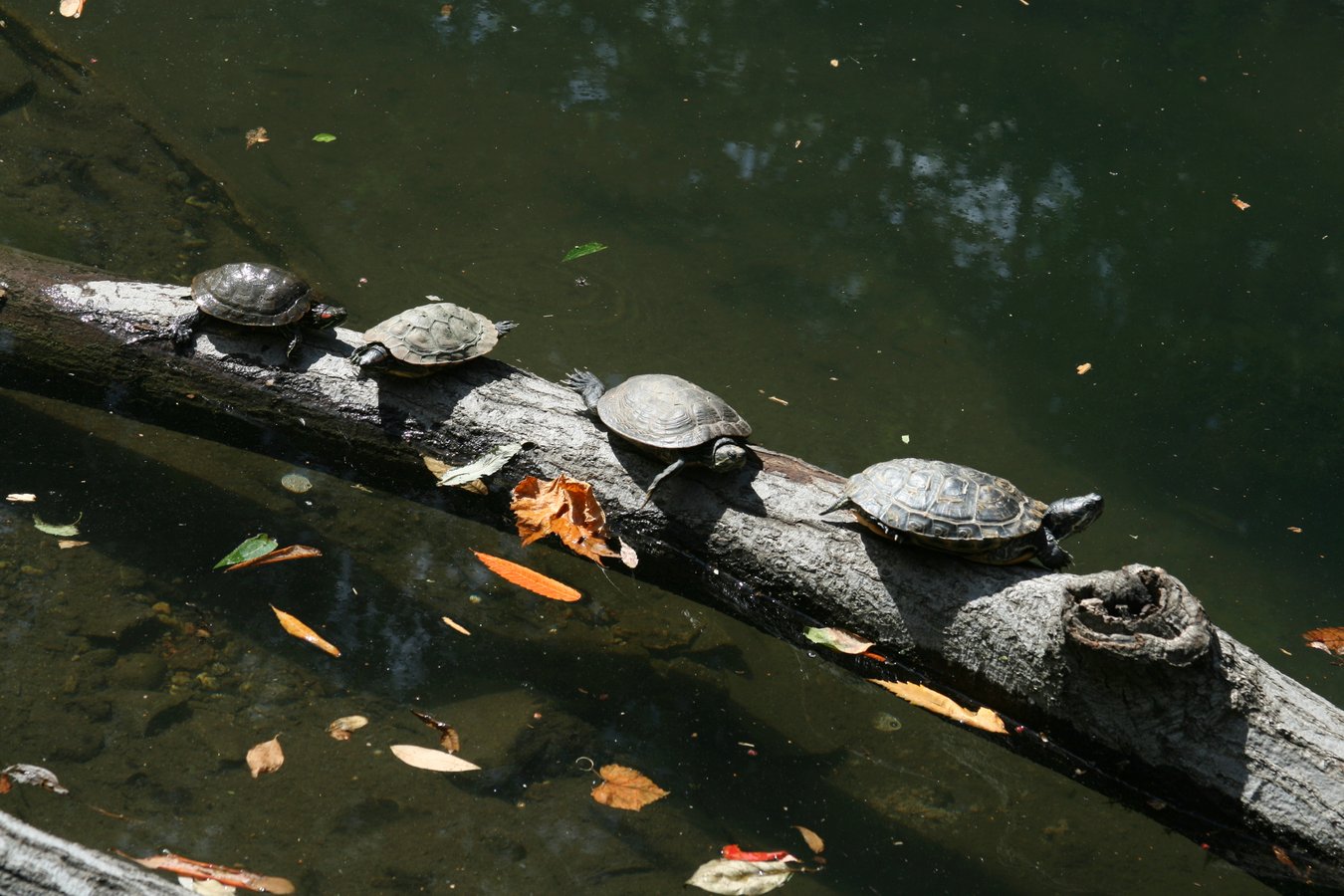 Turtles on a tree log