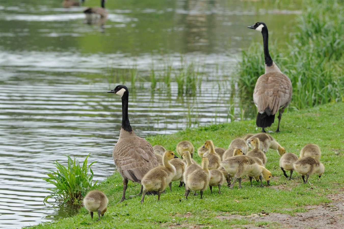 geese with gooslings