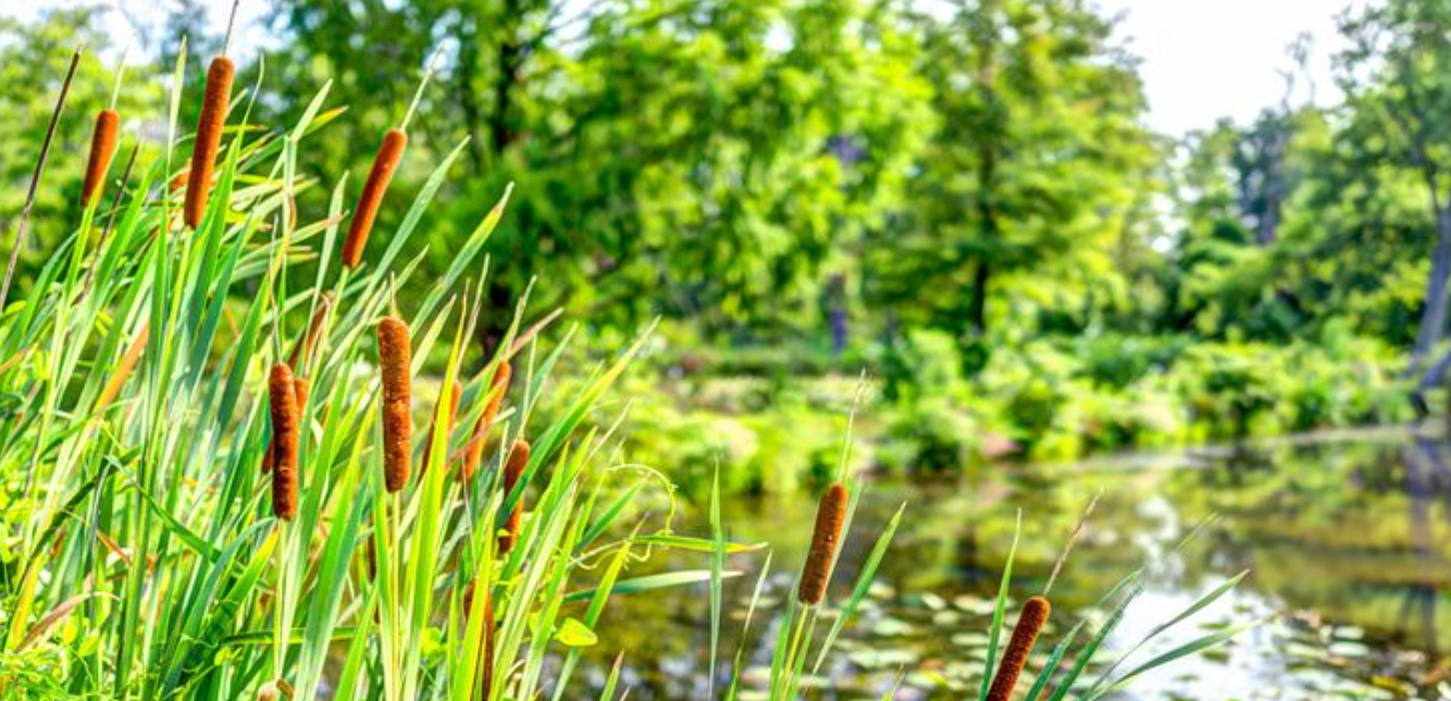 cattails