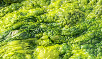 algae