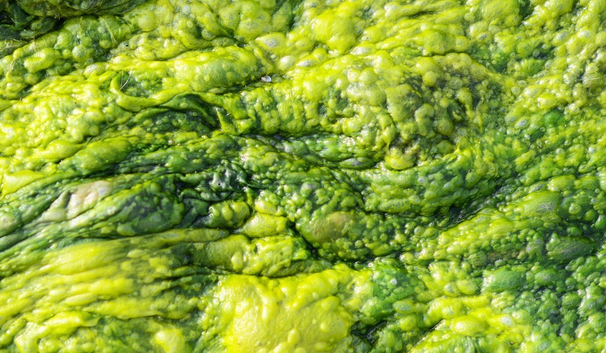 algae
