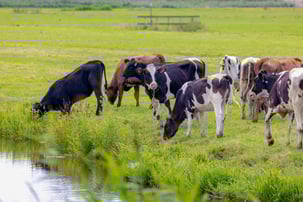 Cows grazing by a waterbody