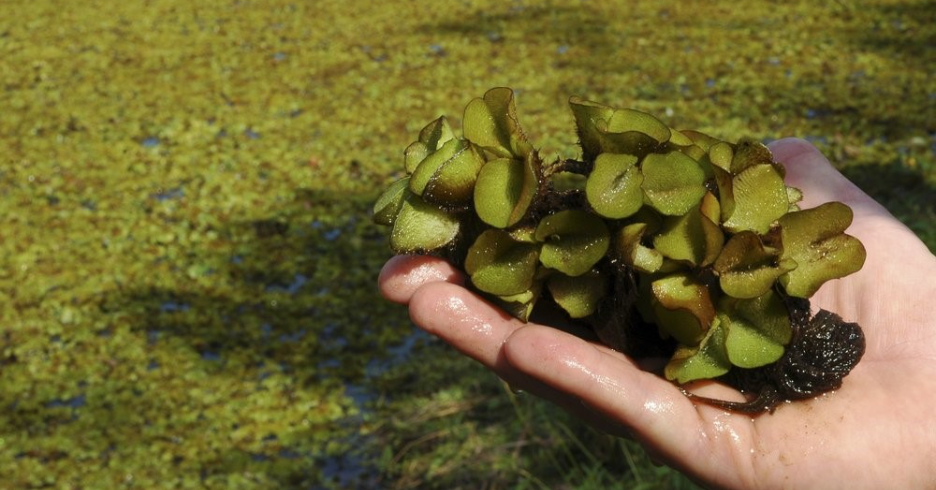 giant salvinia