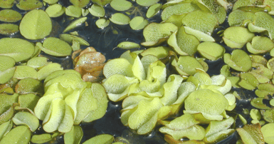 invasive weed