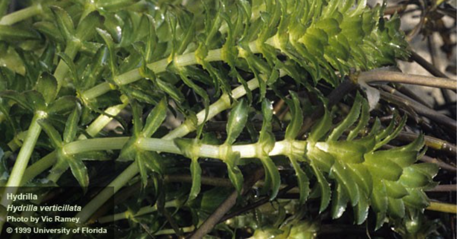 hydrilla