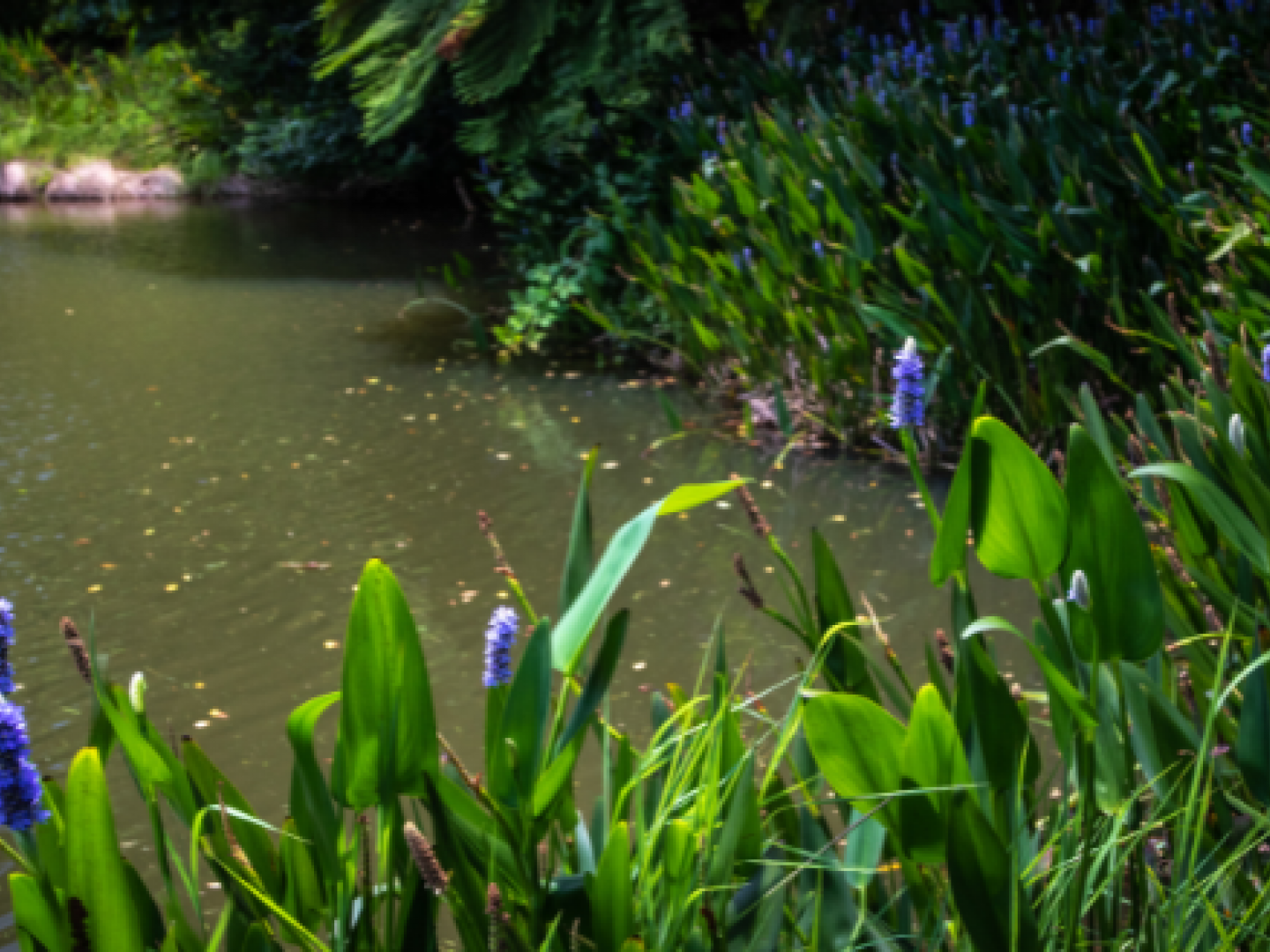 Shoreline Renovation