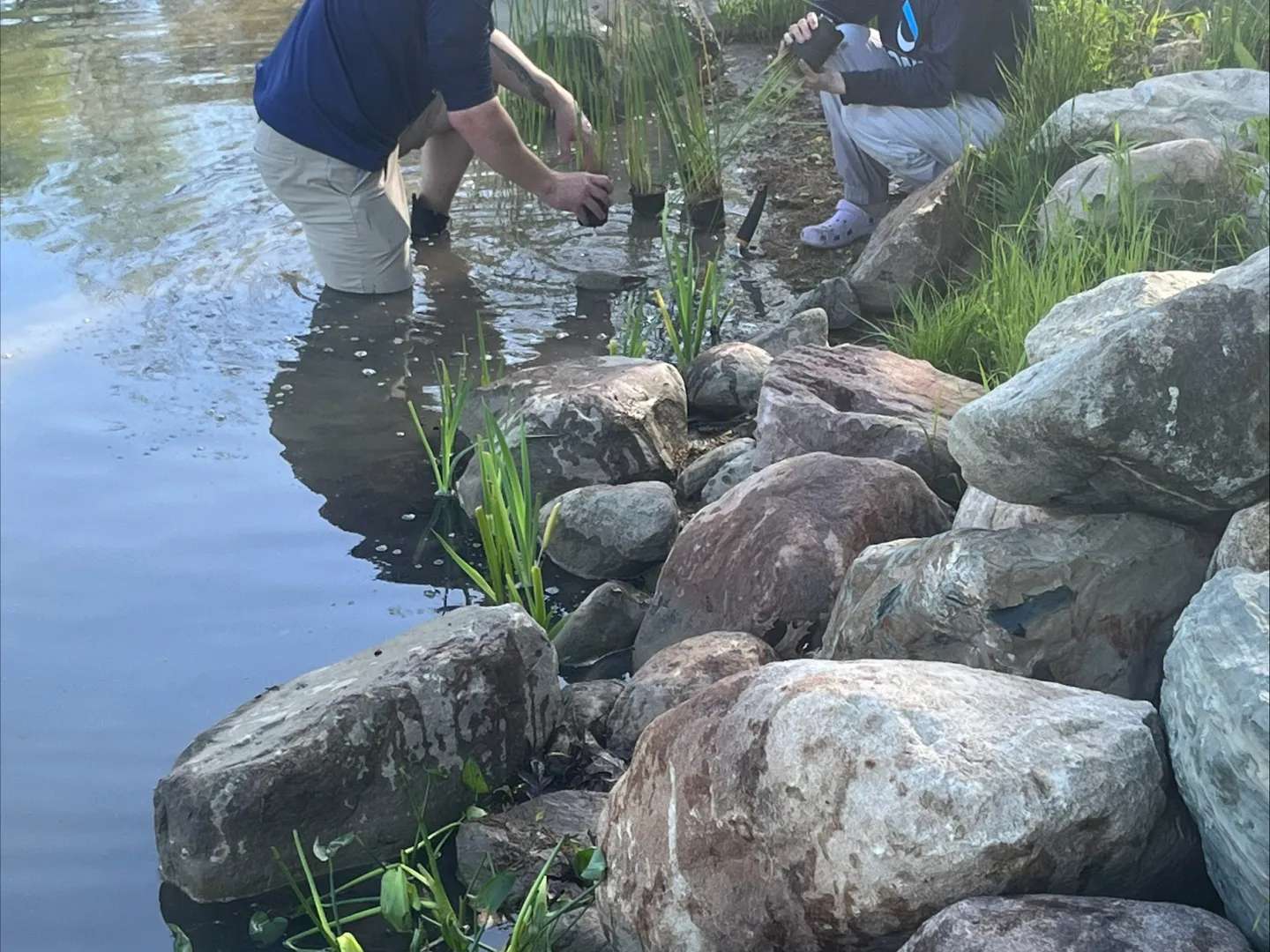 biologists install native wetland plant 