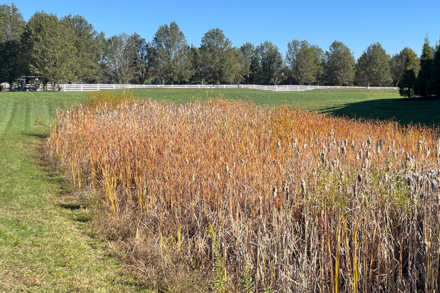 cattails obstruct water flow and decrease the function of retention ponds