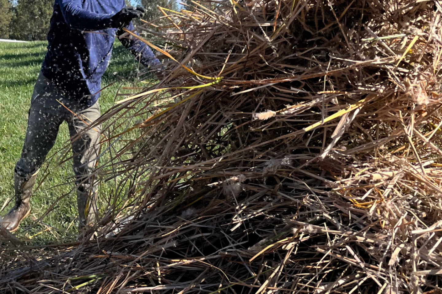 our biologists return with specialized cutting equipment in the fall or winter to remove the dead material at the waterline. 