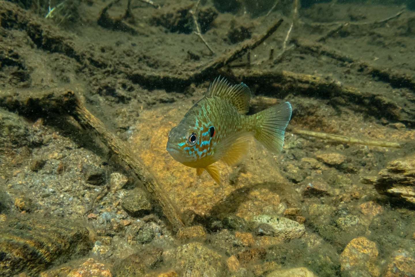 lake water quality clarification services | jones lake management 