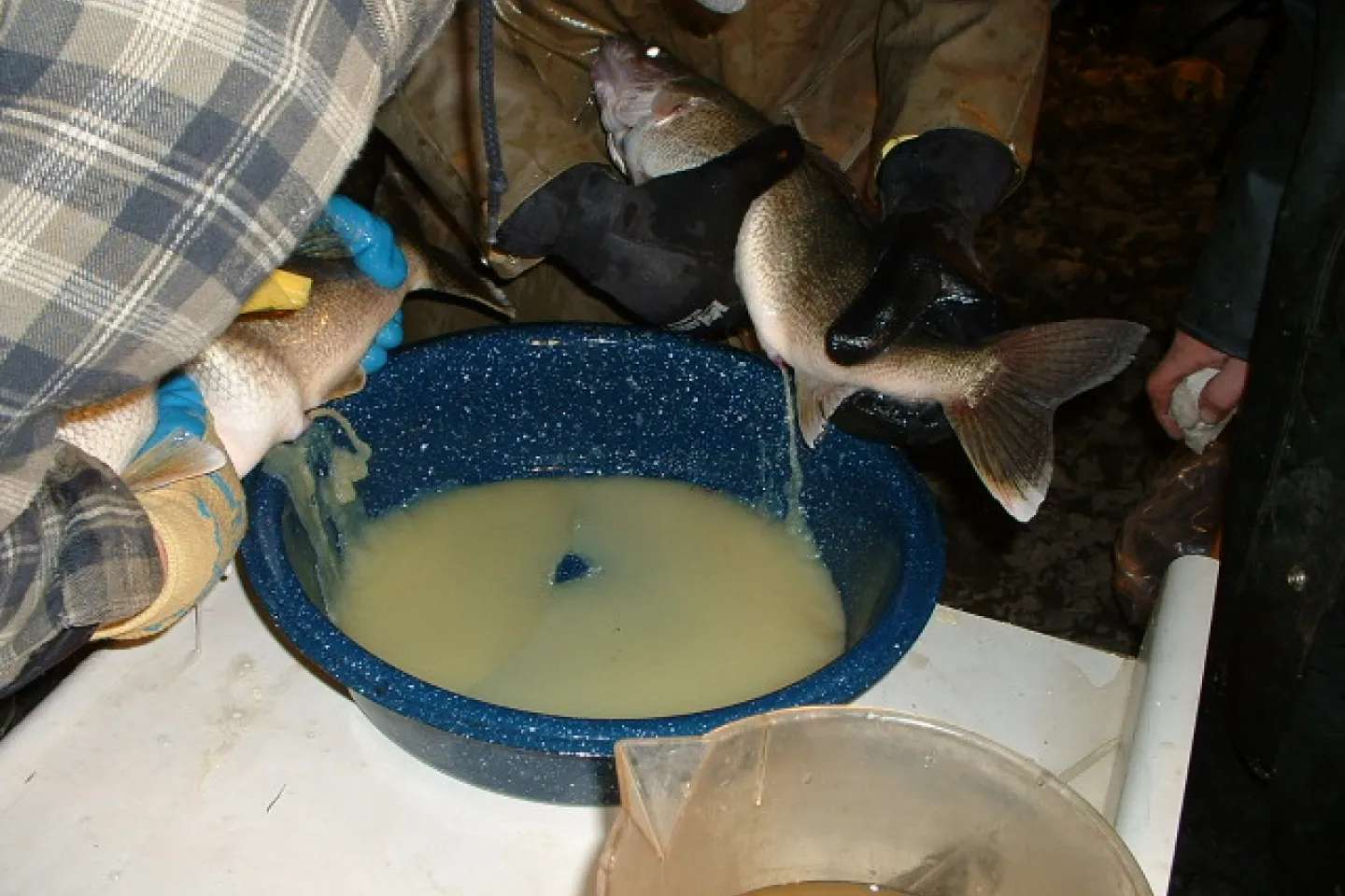 Fish are hand-reared at the St. Marys state hatchery