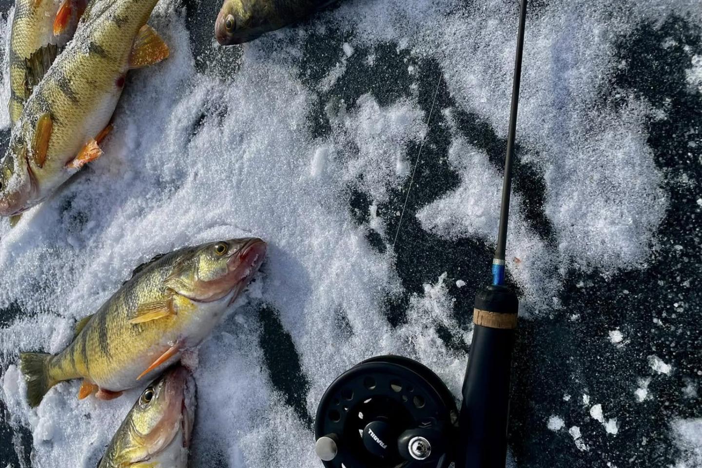 Freshly caught yellow perch sitting on the ice near a fishing rod. 