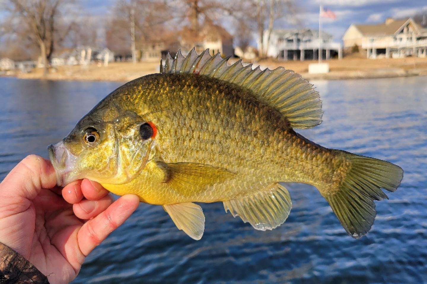 Angler holding a redear sunfish