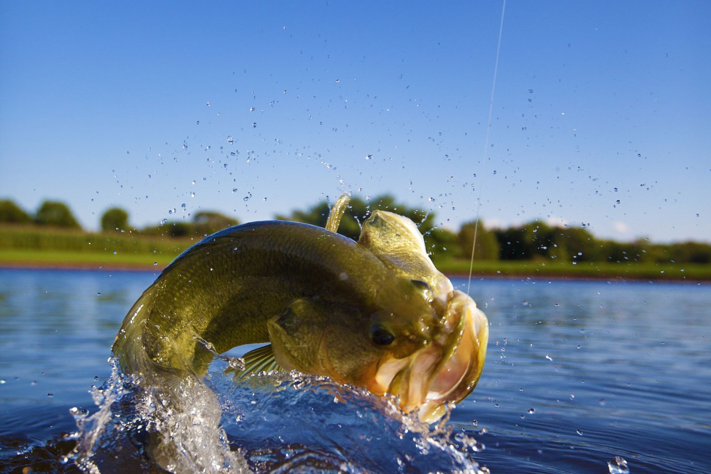 Spring Fish Stocking: Bluegill, Fathead Minnows, Golden Shiners