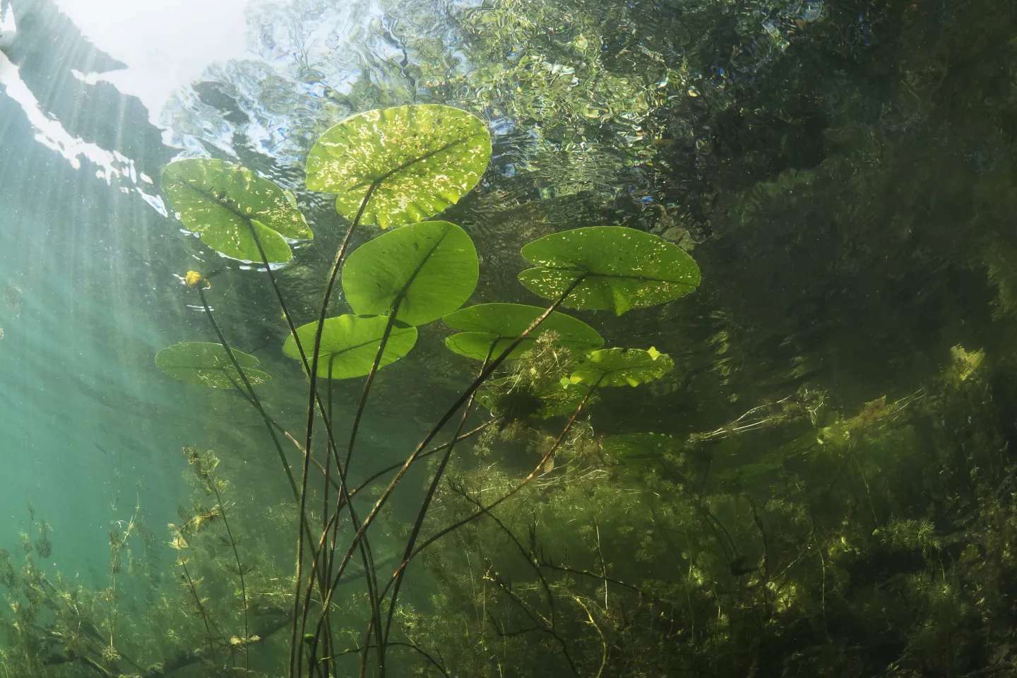 clear lake water 