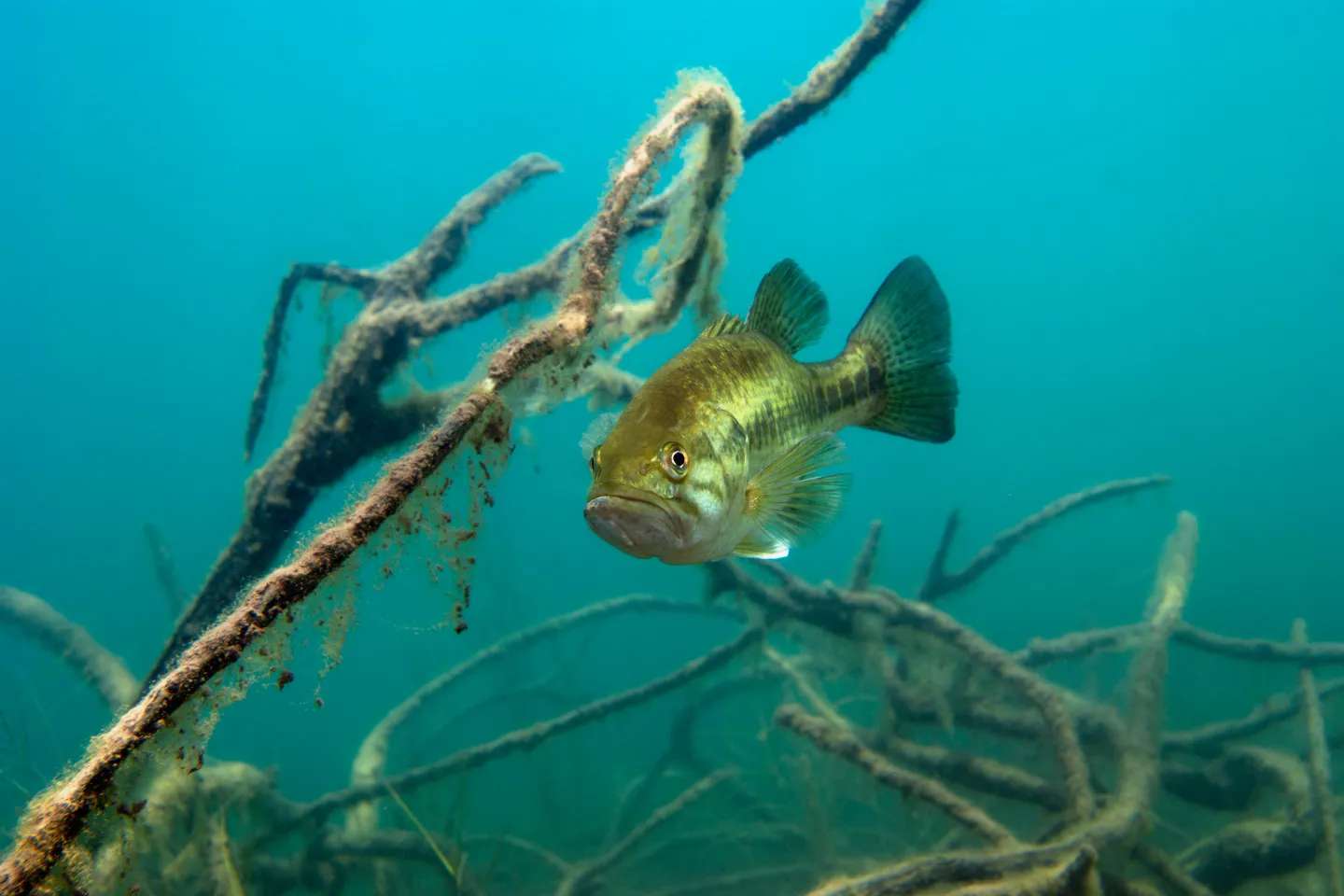 Fish Stocking - Fish Deliveries | Jones Lake Management