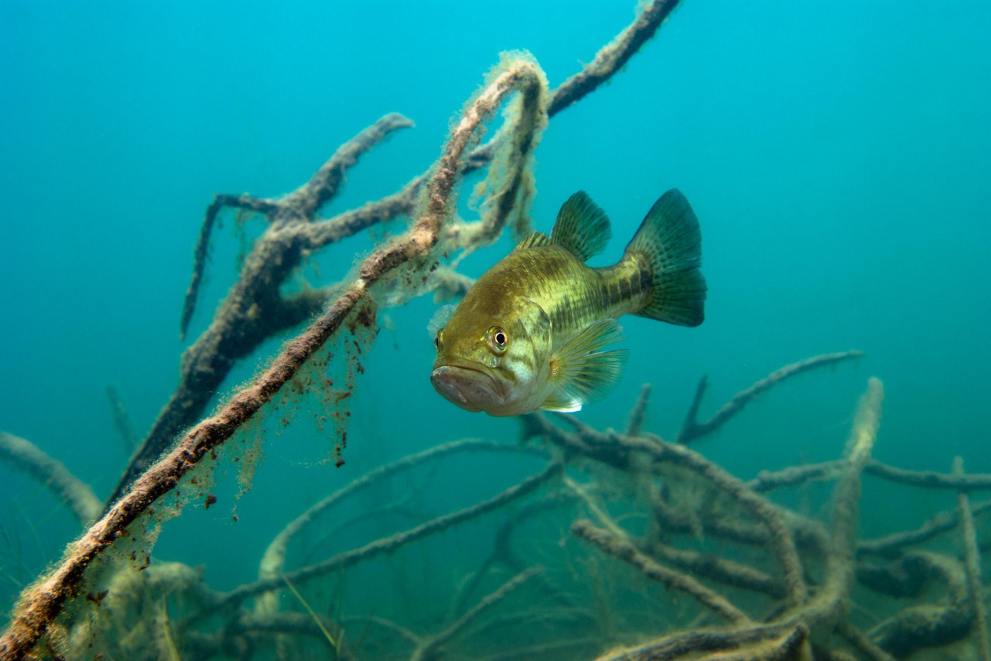 Fish Stocking - Fish Deliveries | Jones Lake Management