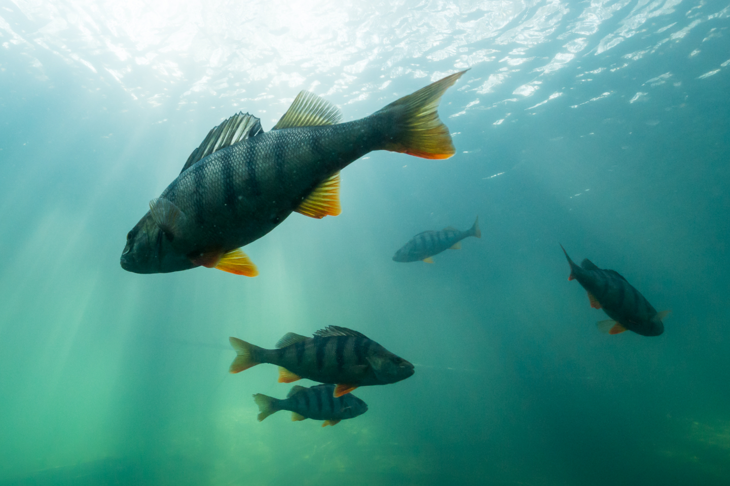 Electrofishing - Lake and Pond Fish Population Survey | Jones Lake Management