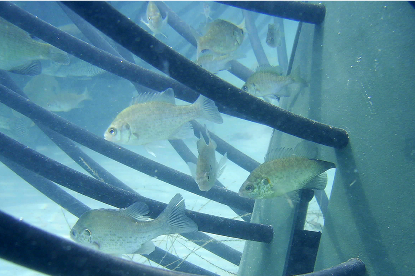 Lake and Pond Habitat Installation Service | Jones Lake Management